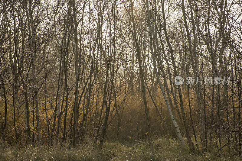 荷兰弗里斯兰的Schiermonnikoog Wadden岛盐沼中的桦树